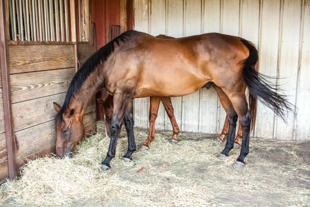 istock Horses eating hay in a shed. 1173664391