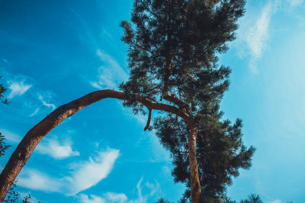 istock lone branch in mediterranean style with fluffy clouds in the background 1173664481