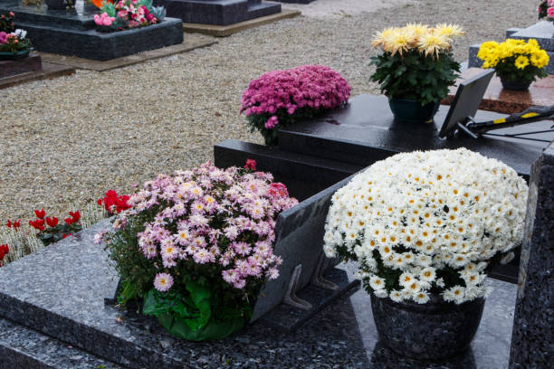 istock Chrysanthemum plants on tombstones 1173665618