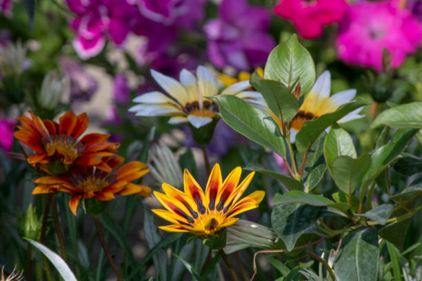 Close up shoot of treasure flower (Gazania rigens).