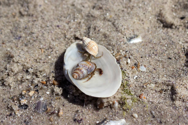 istock Hermit Crab in a Shell in the Sand, Black Sea, Kinburn Spit. 1173666340