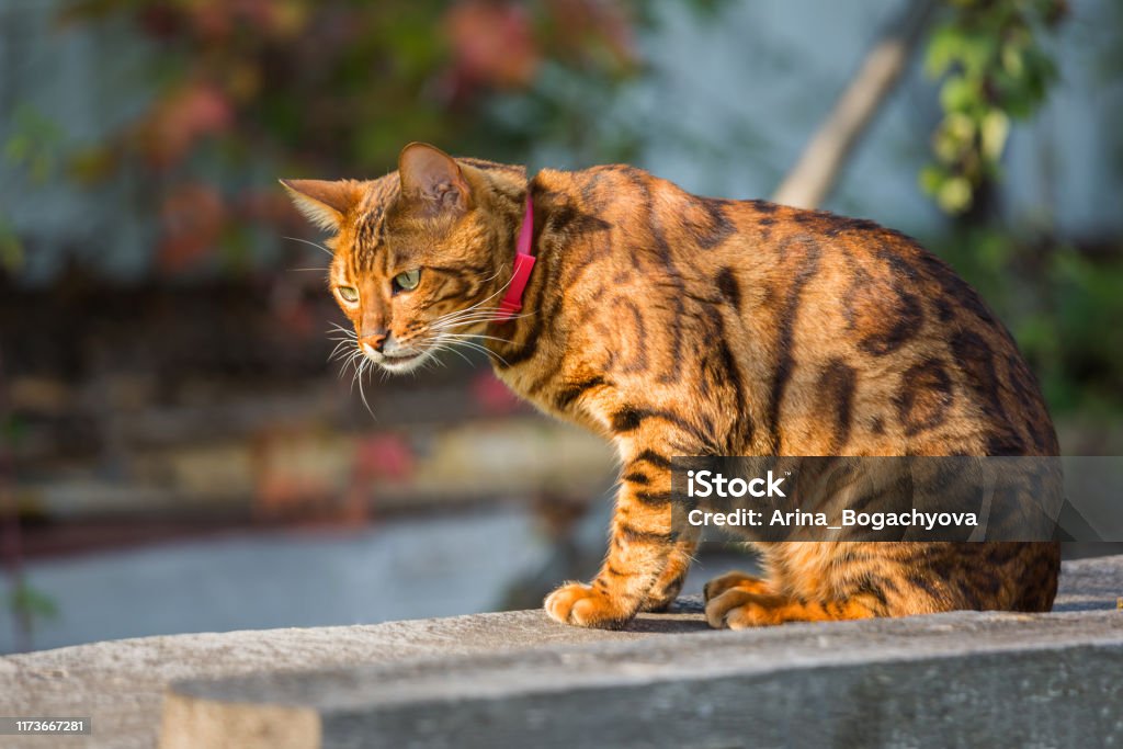 Kucing bengal (Prionailurus bengalensis) potret jalanan yang indah pada hari yang cerah. - Bebas Royalti Alam Foto Stok Kucing bengal (Prionailurus bengalensis) potret jalanan yang indah pada hari yang cerah. - Bebas Royalti Alam Foto Stok