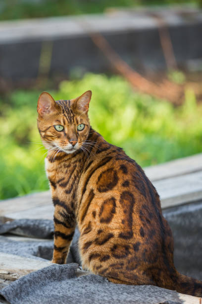 Bengal cat (Prionailurus bengalensis) beautiful street portrait on a sunny day. Bengal cat (Prionailurus bengalensis) beautiful street portrait on a sunny day. prionailurus bengalensis stock pictures, royalty-free photos & images