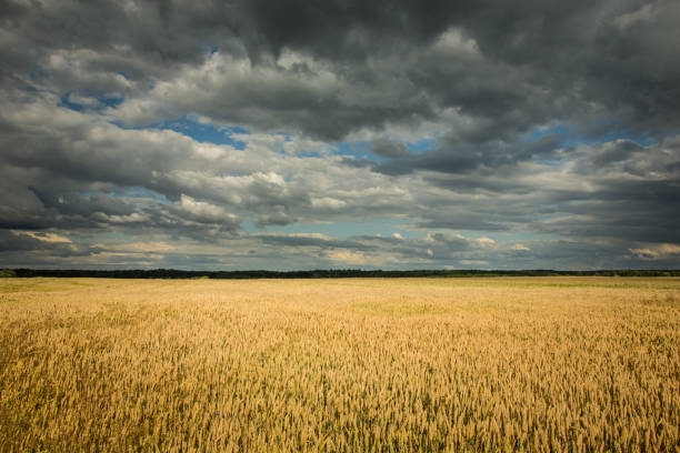 istock Wheat field, horizon and cloudy grey sky 1173667411