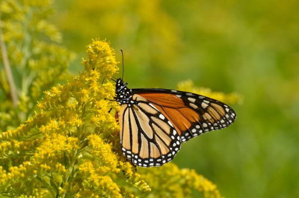 istock Monarch Butterfly on goldenrod 1173668811