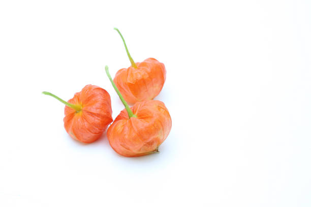 Pictured Chinese lantern plant in a white background.