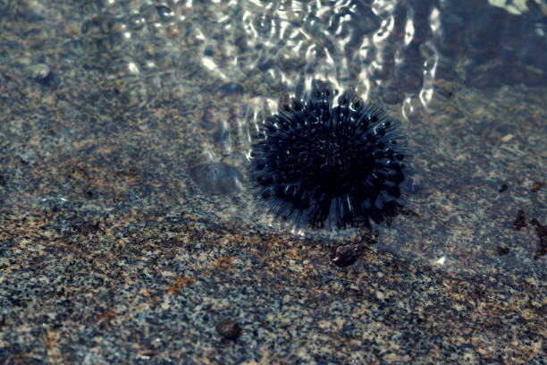 close up of one sea urchin in the water of aegean sea in greece selective focus - green sea urchin fotos imagens e fotografias de stock