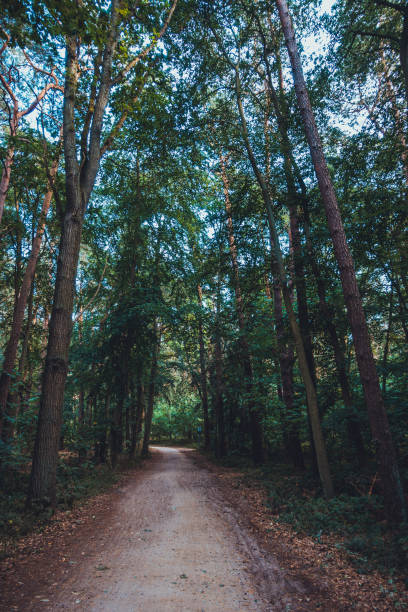 istock typical forest scene near the baltic sea 1173671032