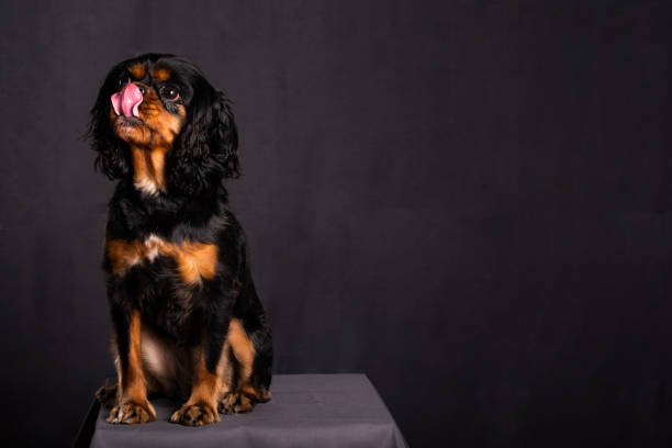 Adorable Cavalier King Charles Spaniel dog poses for portraits in a studio. Pet photography with a dark gray background.