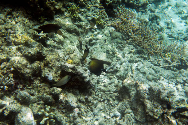 istock view of tropical fishes 1173671315