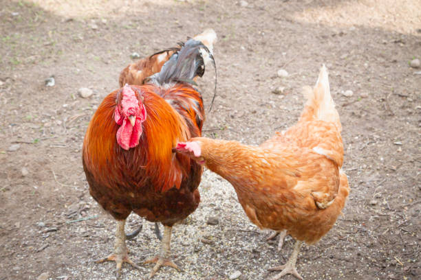 istock Bright rooster and hen walk in the yard in spring 1173671749