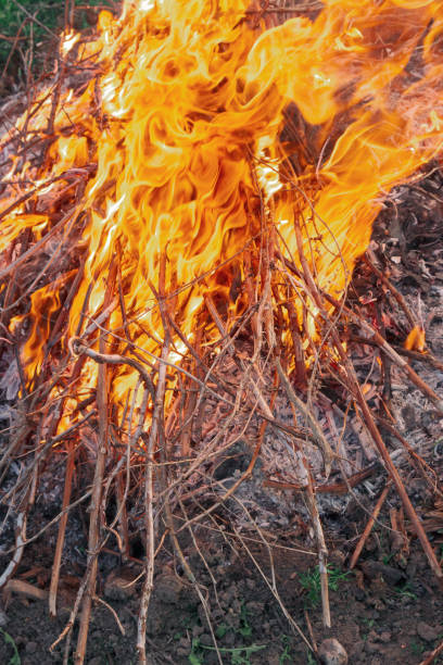istock Fire of dry twigs on the green grass 1173671754