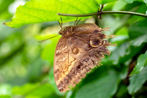 istock Closeup   beautiful butterfly sitting on flower. 1173672591