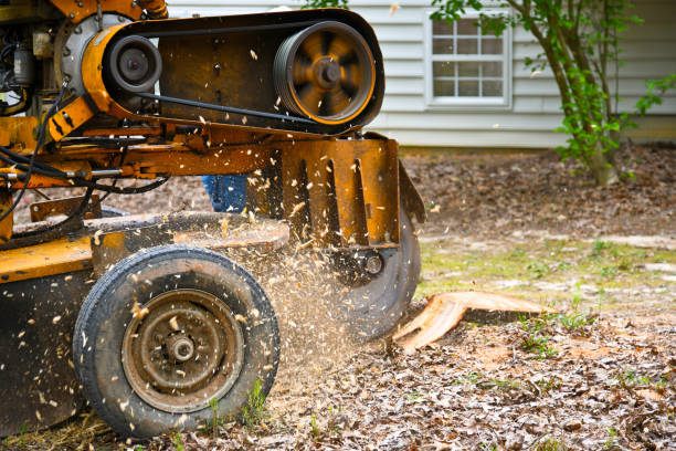 grinding stump - removing photos et images de collection