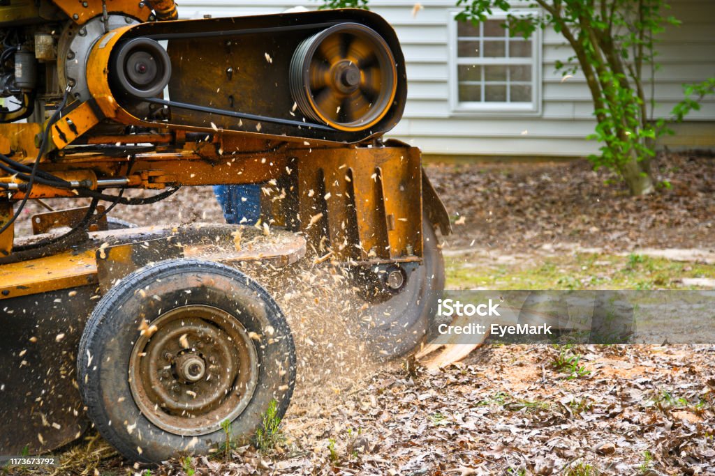 Stump Grinding A Stump Grinding  Machine Removing a Stump from Cut Down Tree Removing Stock Photo