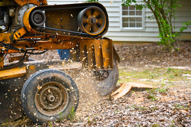 Stump Grinding A Stump Grinding  Machine Removing a Stump from Cut Down Tree taking off activity stock pictures, royalty-free photos & images