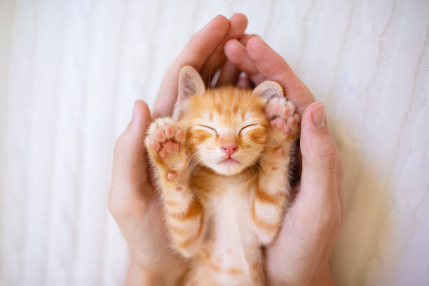 istock Kitten sleeping in man hands. Cats sleep. 1173675164