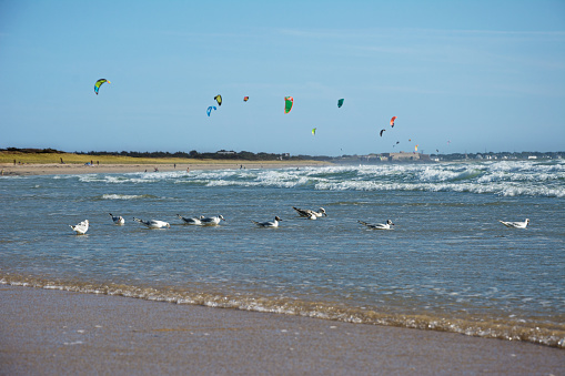 Seagulls and kite surfers on the horizon. Atlantic Ocean. Brittany. France