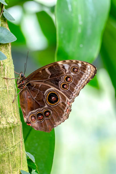 istock Closeup   beautiful butterfly sitting on flower. 1173675384