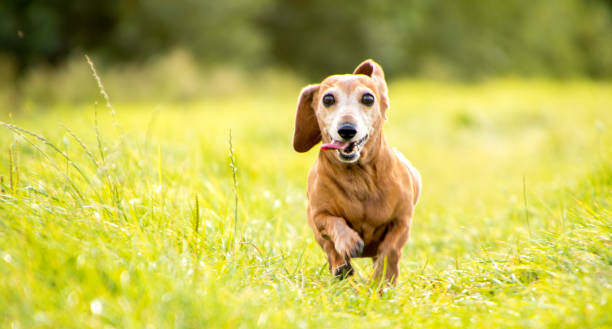esercizio di bassotto in miniatura - pets dachshund dog running foto e immagini stock