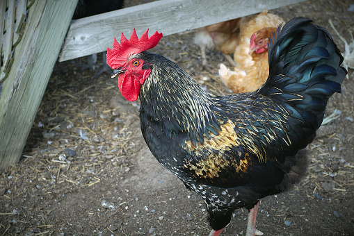 black rooster chicken coop farm bird livestock