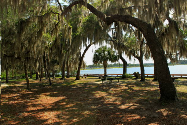 istock Silver Glen Springs in Ocala National Forest, Florida. 1173683620