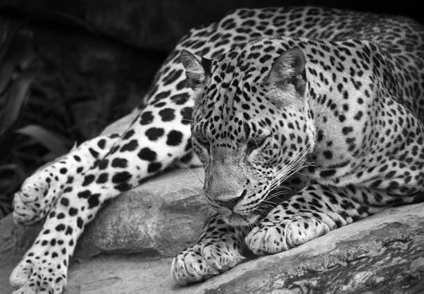 istock Close up of a leopard lying on the ground 1173684890