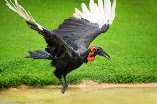 The southern ground hornbill (Bucorvus leadbeateri), is one of two species of ground hornbill, which are both found solely within Africa