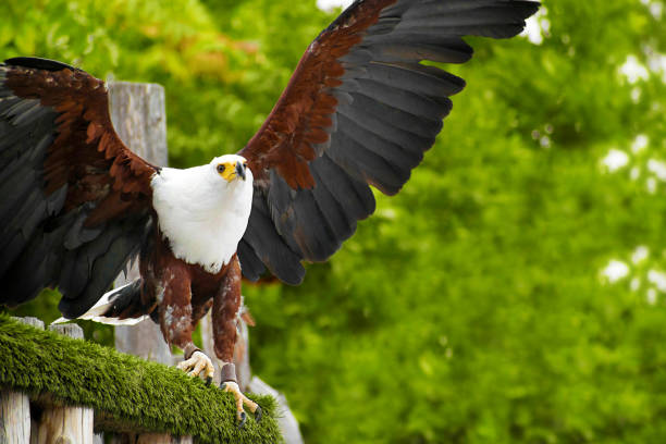 The African fish eagle also known as the African sea eagle or Haliaeetus vocifer trained by means of falconry, perched on a branch about to fly