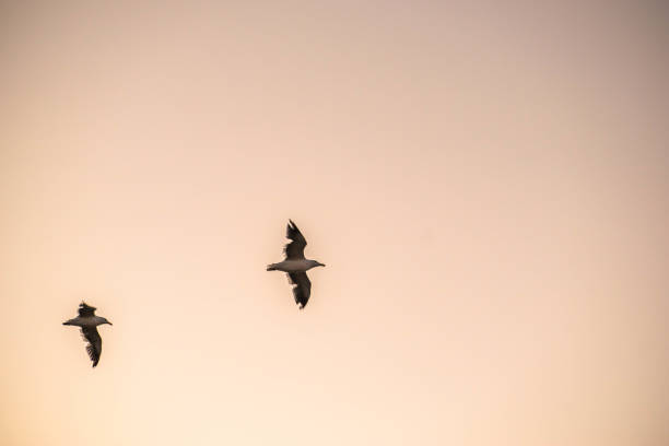 istock Birds fly in the sky at dusk 1173686390
