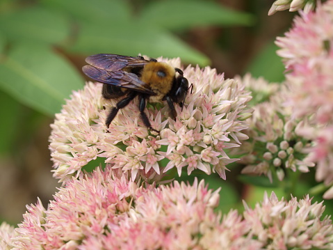 A carpenter bee gathers nectar from blush pink sedum flowers, an autumn-blooming succulent, in an American garden.