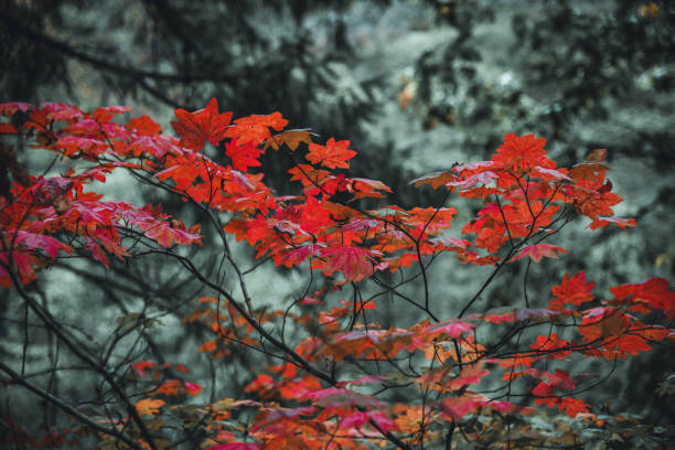 istock Vibrant red autumn leaves 1173694478