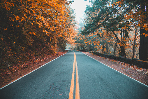 A road through fall colored autumn forest in Portland, Oregon