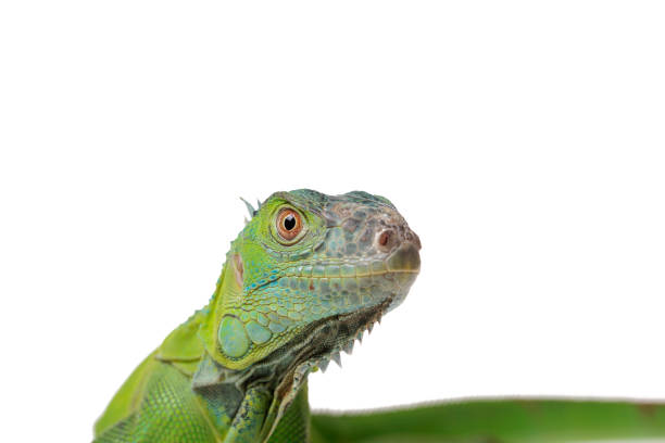 istock Green Iguana close up on isolated white background 1173695544