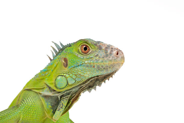istock Green Iguana close up on isolated white background 1173695545
