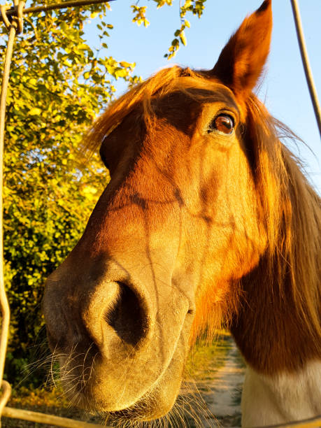 istock Brown horse looking into camera lens. 1173696928
