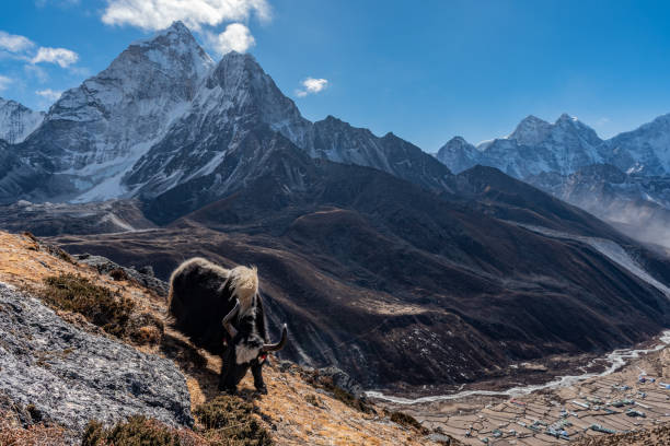 istock Yak eating alongside the mountain side and village below 1173697121