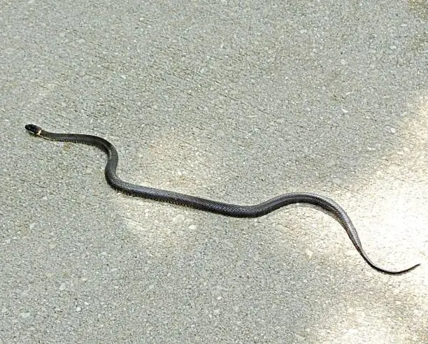 Photo of Ring-necked snake (Diadophis punctatus) harmless - crossing the road