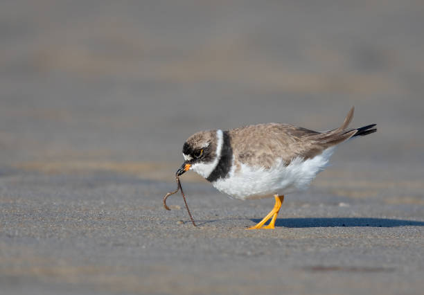 istock Semipalmated Plover in breeding plumage foraging on a sandy ocean beach 1173699814