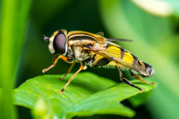 istock Exotic Drosophila Fruit Fly Hoverfly Diptera Parasite Insect on Plant Leaf 1173701872