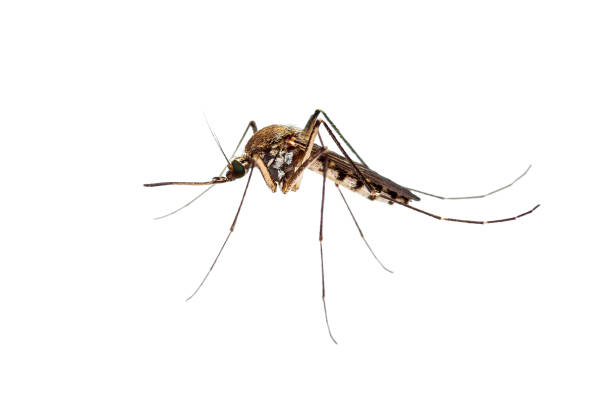 Encephalitis, Yellow Fever, Malaria Disease or Zika Virus Infected Culex Mosquito Parasite Insect Macro Isolated on White Background stock photo
