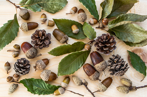 Autumn, winter, acorn, wood grain background