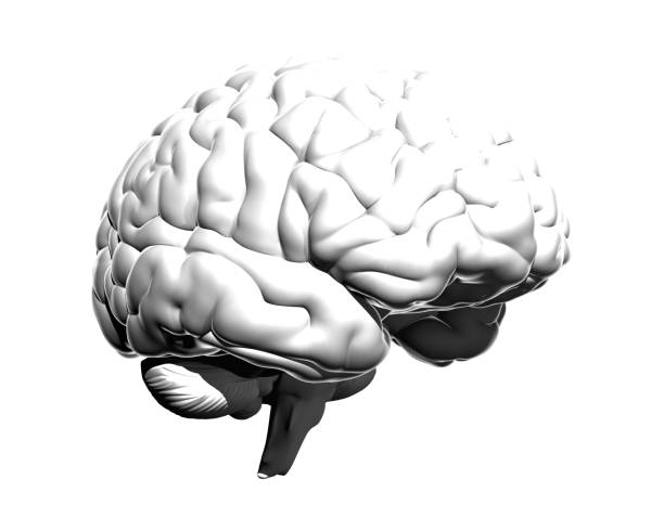 istock Monochrome human brain illustration isolated on white BG 1173705120