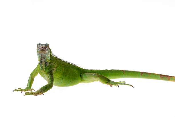 istock Green Iguana on isolated white background 1173706251