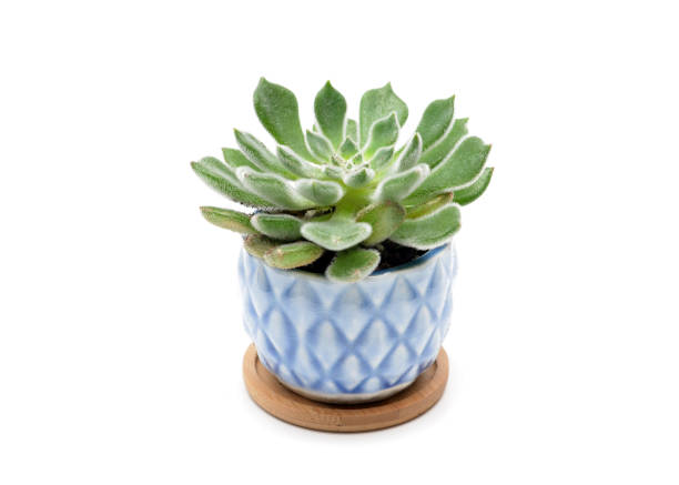 istock Succulent Plant in Plant Pot 1173709237