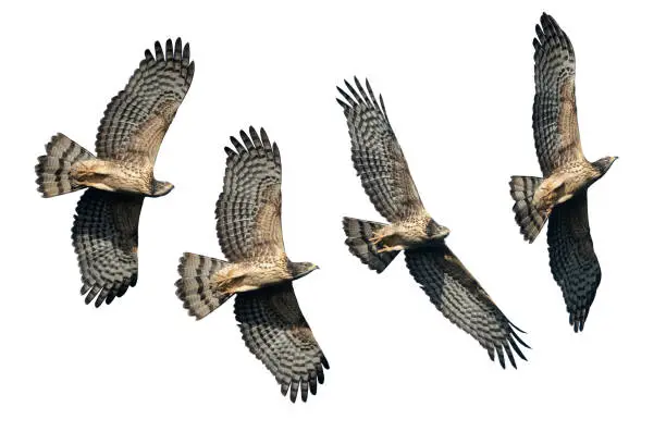 Set of oriental honey buzzards flying isolated on white background