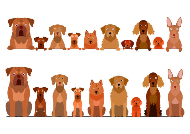 border set of brown dogs border set of brown dogs finnish spitz stock illustrations