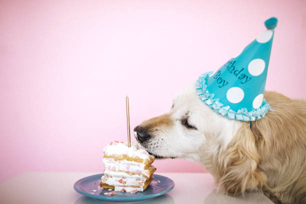 istock Golden retriever celebrating birthday with cake 1173711910