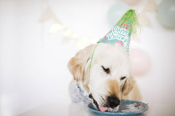 istock Retriever with party hat eating cake 1173711915