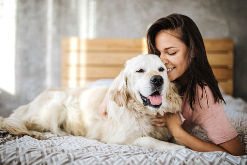 Golden retriever lying on bed with his owner, beautiful young woman, enjoying